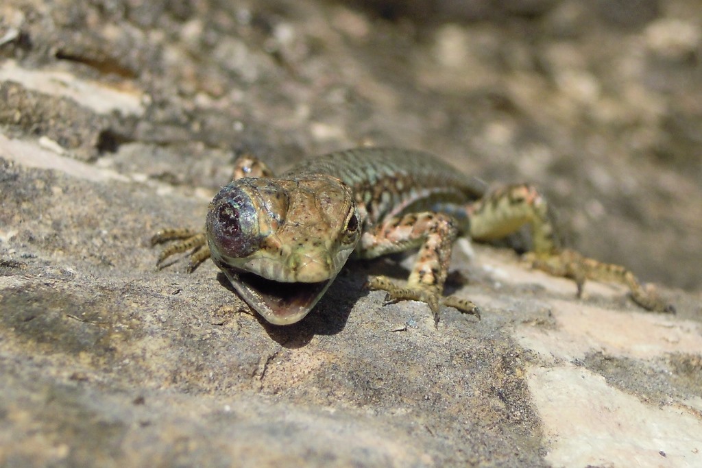 Lucertola muraiola (Podarcis muralis)